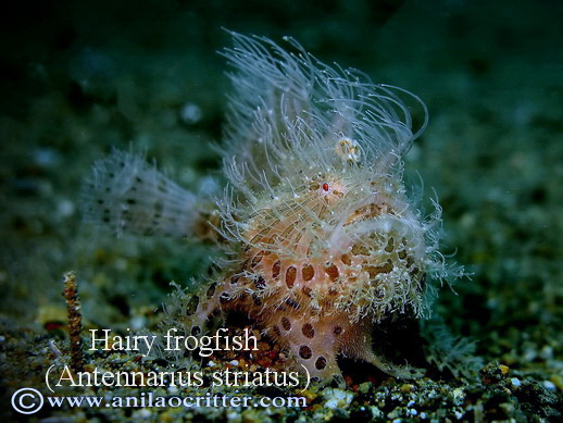 Anilao-diving-Anilao-most-wanted-critters-hairy-frogfish